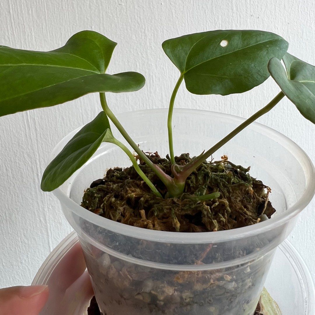 Anthurium papi 'Corduroy'x'Fort Sherman' その他観葉植物 Anthurium papi 'Corduroy'x'Fort Sherman' その他観葉植物