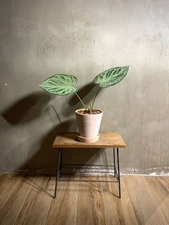 （分類：）位於 。 由 siu.wooo 提交（商品編號 1259060889，圖片 1）。簡介： 。
