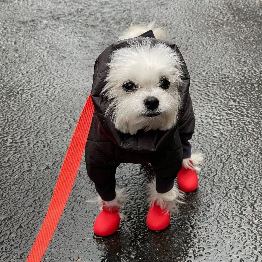 Black dog boots top