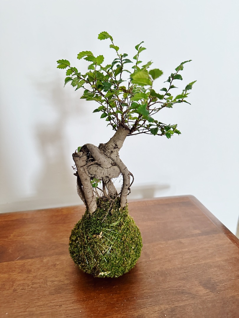 Chinese Elm Bonsai Kokedama, Furniture & Home Living, Gardening, Plants