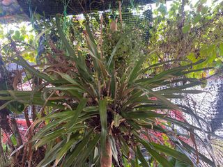 (Category: ) located in . Submitted by wildplant (Listing ID 1258928668, Image 1). Description: .