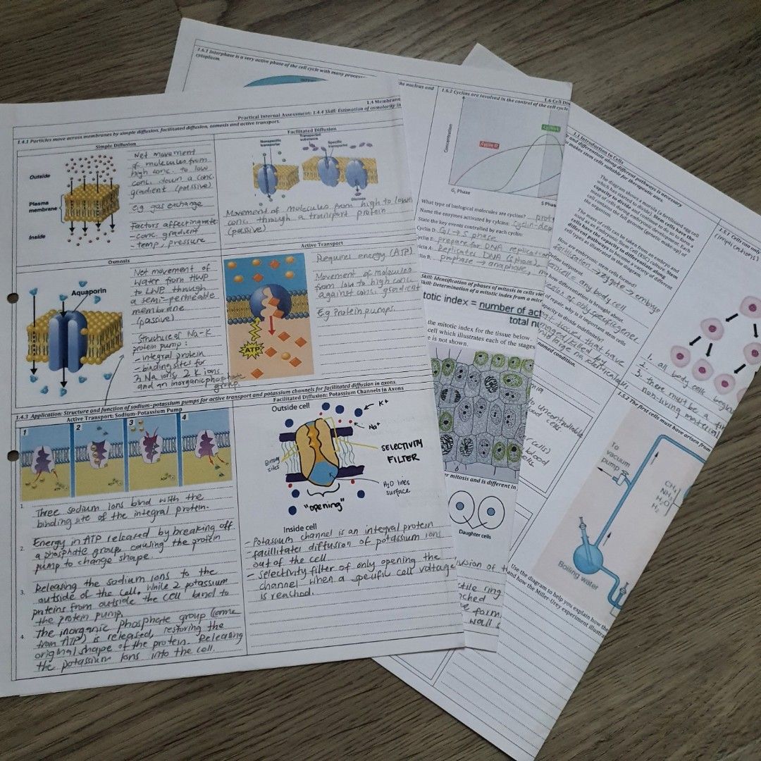 IB Biology SL Notes Flashcards ALL Unit Summaries Quizlet Google Drive