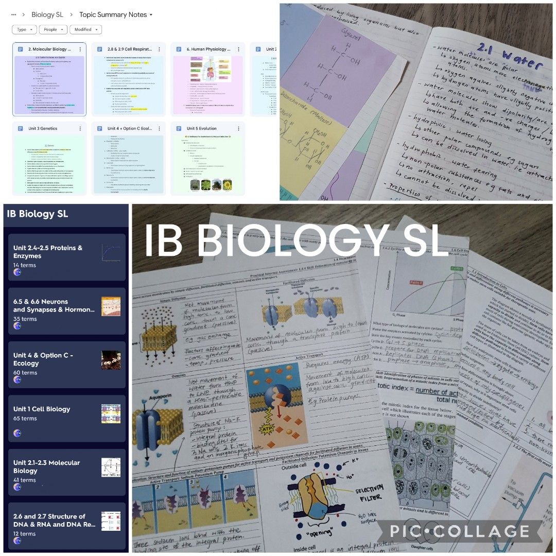 IB Biology SL Notes Flashcards ALL Unit Summaries Quizlet Google Drive