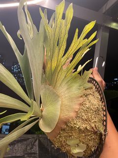 （分類：）位於 。 由 pteridology 提交（商品編號 1259029796，圖片 1）。簡介： 。