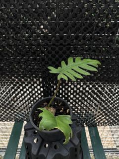 (Category: ) located in . Submitted by planterbox_sg (Listing ID 1258908509, Image 1). Description: .