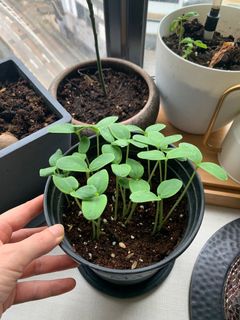 （分類：）位於 。 由 lecrescent 提交（商品編號 1258910884，圖片 1）。簡介： 。