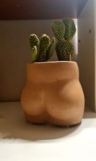 Terracotta Succulent Plant Pot Bundle