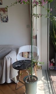 （分類：）位於 。 由 yanhuang021646232 提交（商品編號 1259089380，圖片 1）。簡介： 。