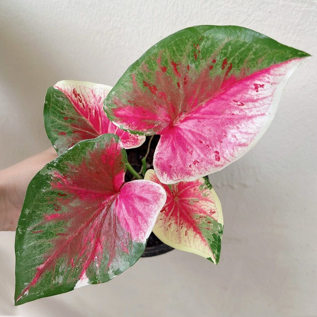 Camilla Caladium / variegated plant , Furniture & Home Living ...