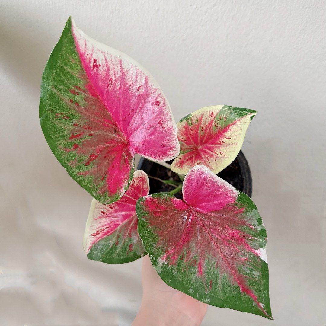 Camilla Caladium / variegated plant , Furniture & Home Living ...
