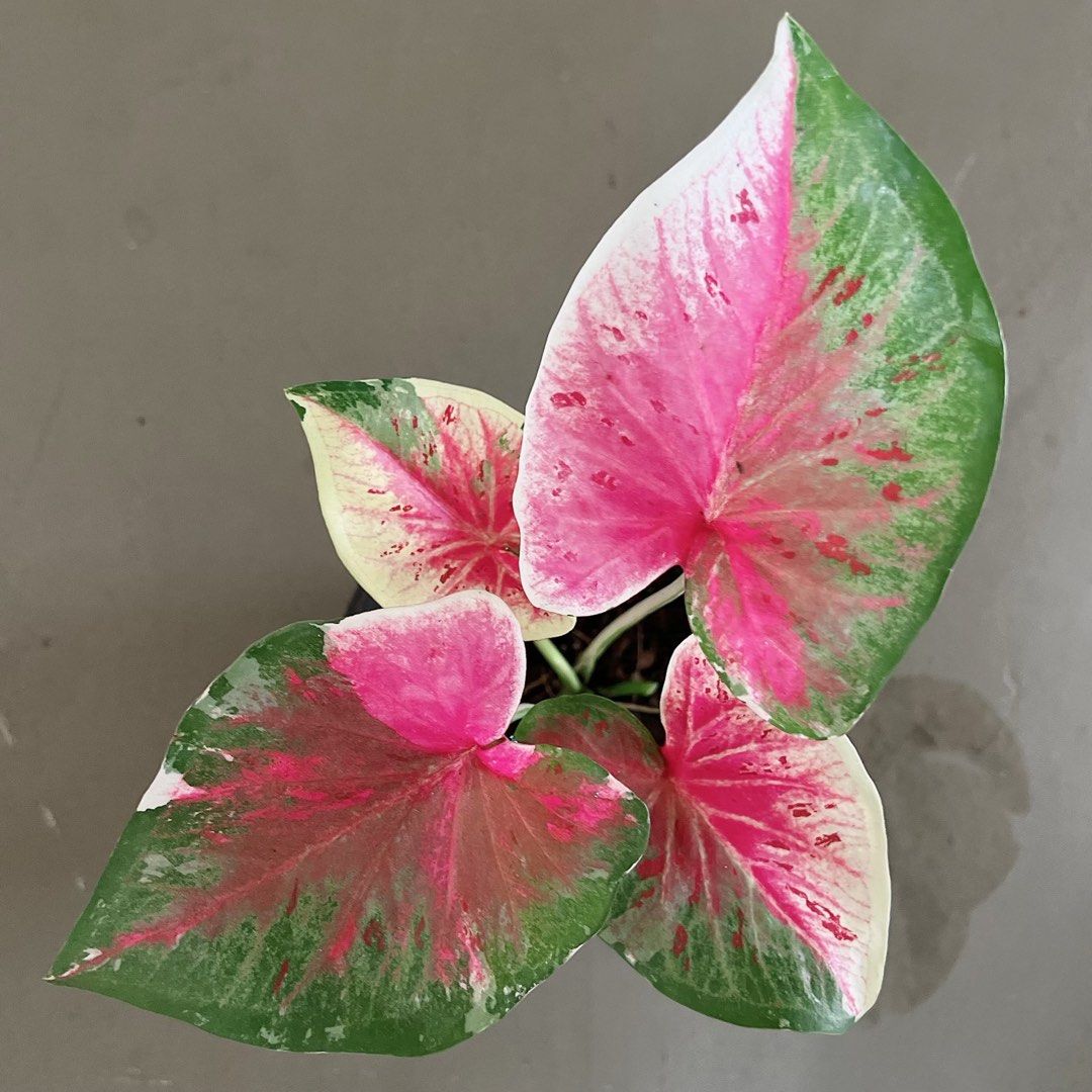Camilla Caladium / variegated plant , Furniture & Home Living ...