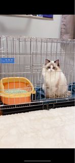（分類：）位於 。 由 peachsis 提交（商品編號 1259123652，圖片 1）。簡介： 。