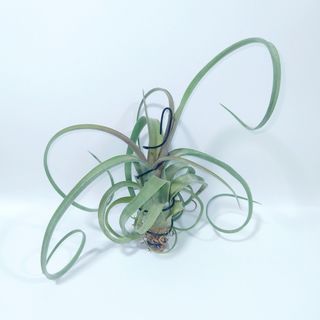 [RARE COLLECTOR'S] Tillandsia " Twisted Tim " Capitata x Intermedia Airplant - or hybrid thereof