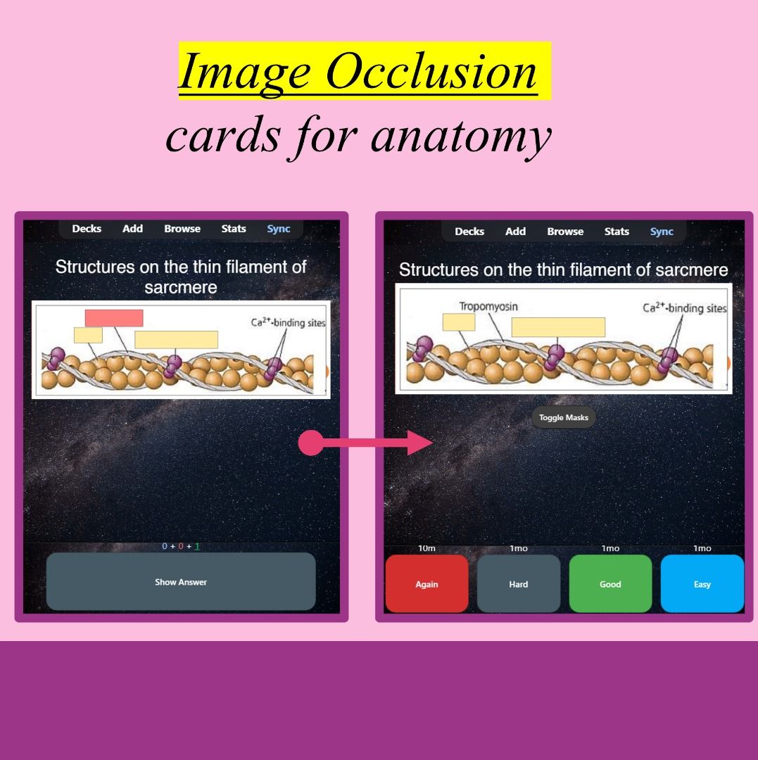 A Level Biology Flashcards Anki, Hobbies & Toys, Books & Magazines