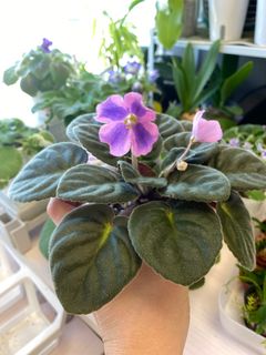 （分類：）位於 。 由 ellioo 提交（商品編號 1252039746，圖片 1）。簡介： 。