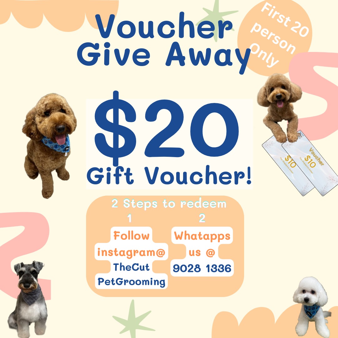 Dog grooming Yishun & Sembawang [Transport pick up] (5star rating