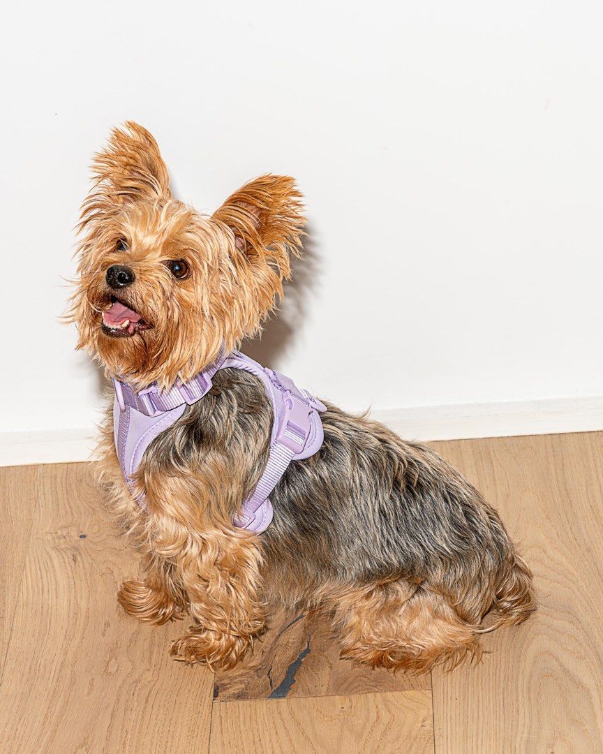 Wild One Comfort Harness in Lilac (Small) (Category: Homes & Other Pet Accessories) located in Manila. Submitted by thriftfactor (Listing ID 1263199760, Image 1). Description: Soft, stretchy, and resilient. This cushioned, lightweight harness has four attachment points to suit different walk styles. Plus, adjustable straps at the neck, chest, and back accommodate different sizes, and make it a breeze for pet parents to slip it on and off. Has a b