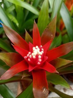 Bromiliads☘️🍀