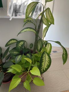 (Category: ) located in . Submitted by athena.singapore (Listing ID 1264868294, Image 1). Description: .
