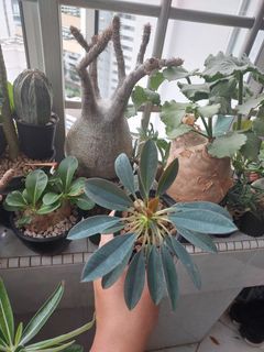 Euphorbia pachypodioide seedling
