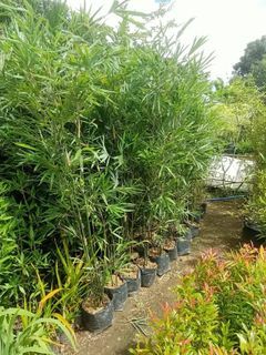 thai bamboo 6ft.