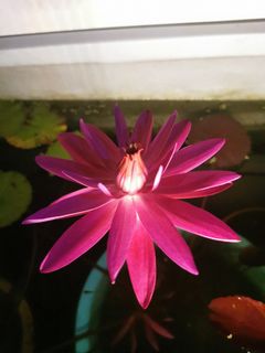 (Category: ) located in . Submitted by aquatic888 (Listing ID 1264936709, Image 1). Description: .