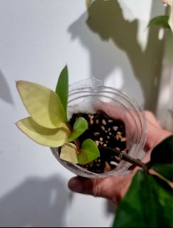 (Category: ) located in . Submitted by PlantAPlantAtHome (Listing ID 1264963976, Image 1). Description: .