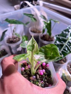 (Category: ) located in . Submitted by Foliage_Concierge (Listing ID 1265013934, Image 1). Description: .