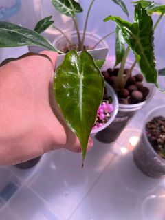 (Category: ) located in . Submitted by Foliage_Concierge (Listing ID 1265014049, Image 1). Description: .
