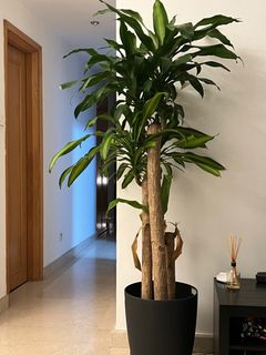 (Category: ) located in . Submitted by dlai8 (Listing ID 1264980329, Image 1). Description: .