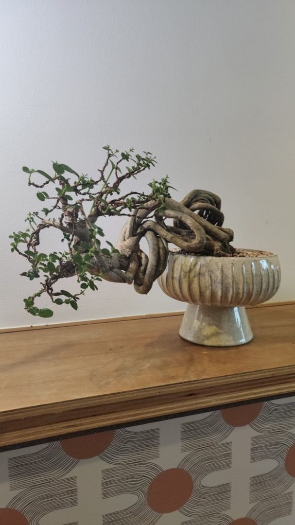 Old Premna Bonsai (Category: Plants & Seeds) located in Singapore. Submitted by alexsjun03150 (Listing ID 1265062607, Image 1). Description: Selling my 10 year old+ premna bonsai to make space. It's a large, fast growing indoor bonsai. .