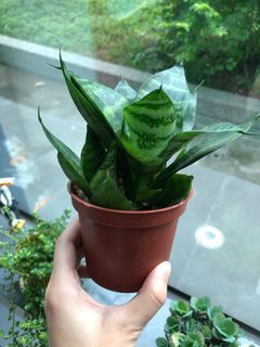 ❤️A區 新手入門多肉 虎尾蘭