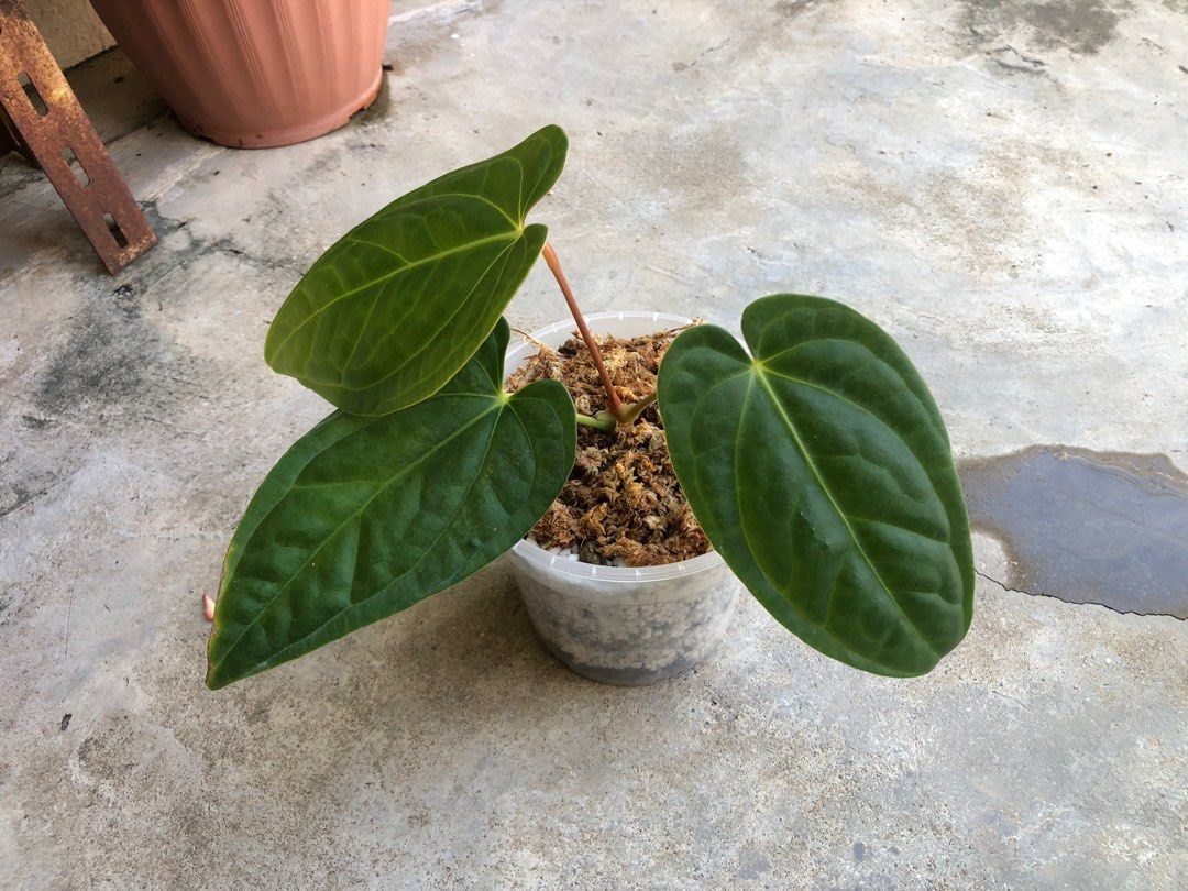 Anthurium Regale x Luxurians, Furniture & Home Living, Gardening, Plants &  Seeds on Carousell