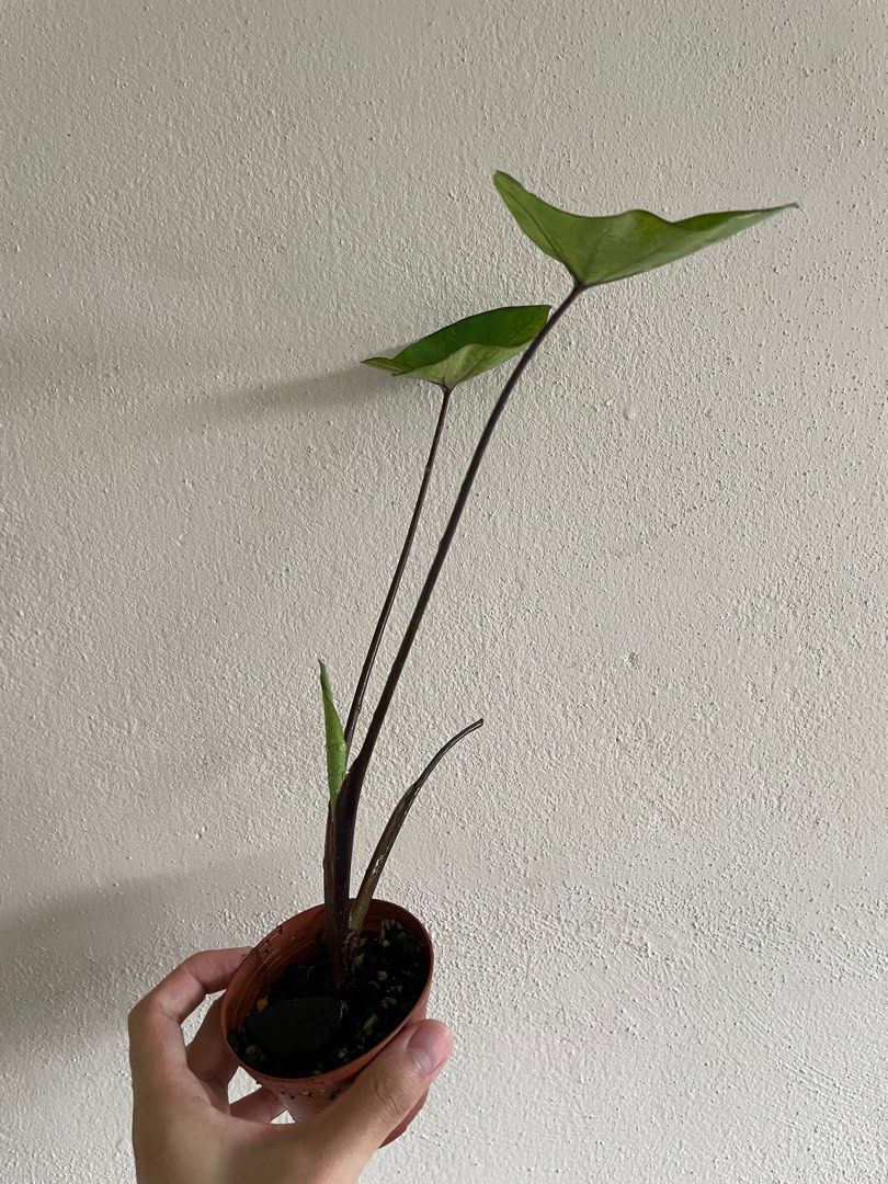 Colocasia Tea Cup [Clearance] keladi murah, Furniture & Home Living