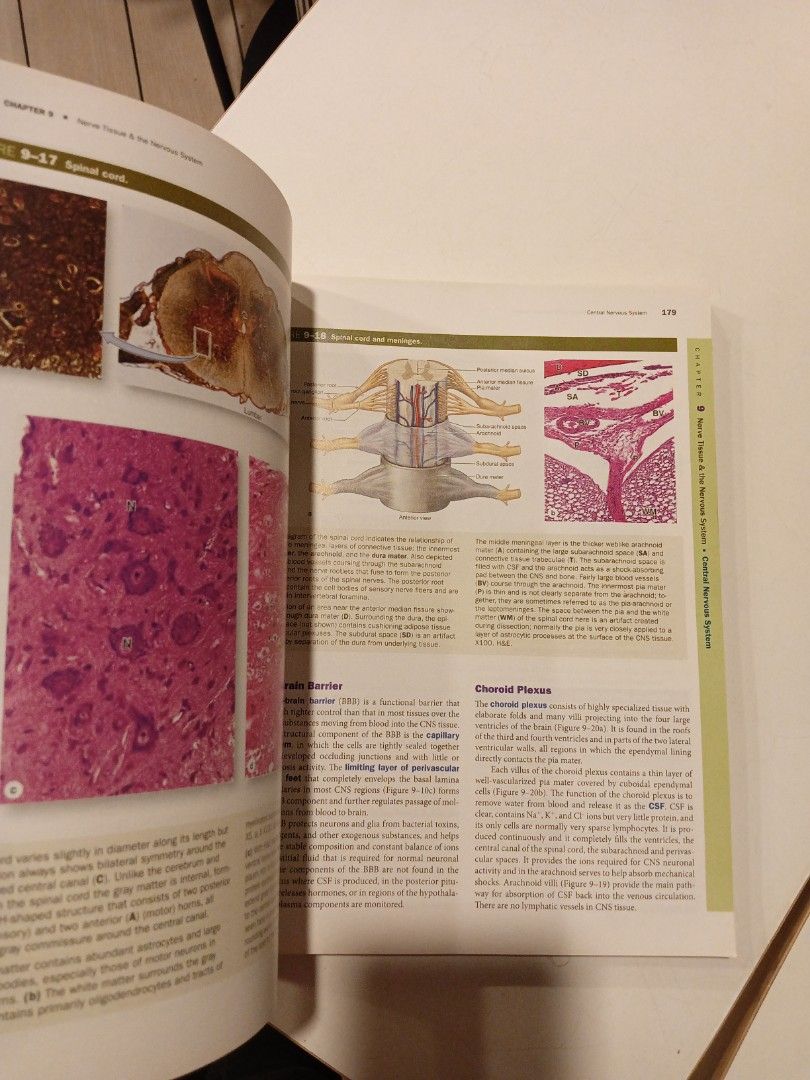 Junqueira s basic histology 13 th edition hobbies toys books