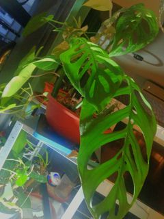 (Category: ) located in . Submitted by jaren (Listing ID 1265251406, Image 1). Description: .
