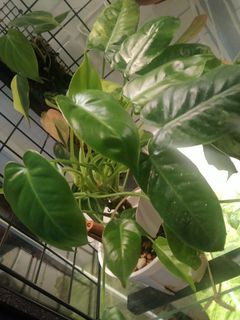 (Category: ) located in . Submitted by jaren (Listing ID 1265256386, Image 1). Description: .