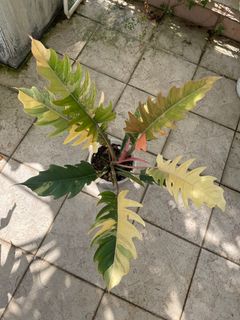 （分類：）位於 。 由 pteridology 提交（商品編號 1265223366，圖片 1）。簡介： 。