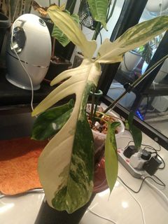 (Category: ) located in . Submitted by jaren (Listing ID 1265260684, Image 1). Description: .