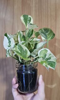 (Category: ) located in . Submitted by lettigrow (Listing ID 1265279178, Image 1). Description: .