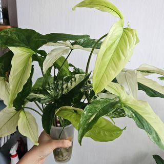 (Category: ) located in . Submitted by imon.leaves (Listing ID 1265147658, Image 1). Description: .