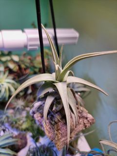 Tillandsia Regal Rene, Furniture & Home Living, Gardening, Plants