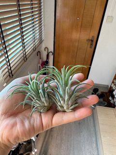 Tillandsia Regal Rene, Furniture & Home Living, Gardening, Plants