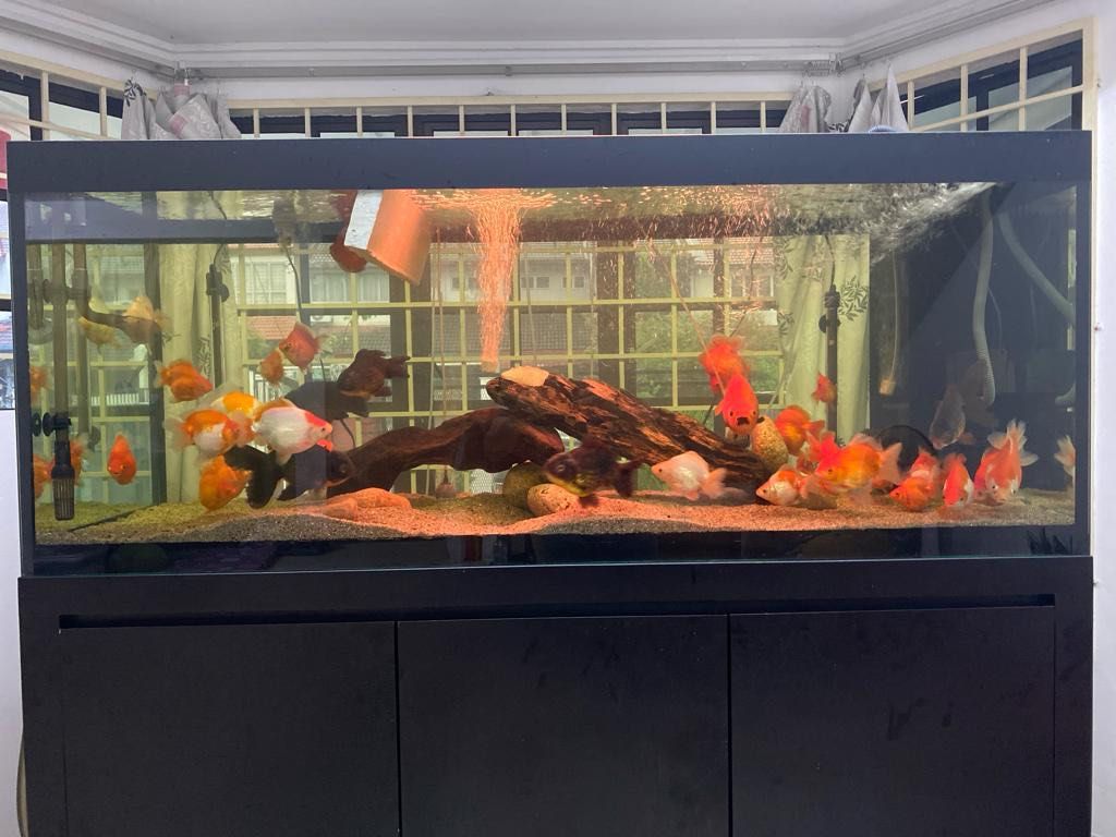 Aquarium for sale sale