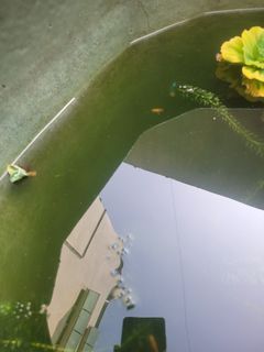 養魚 綠水 600cc