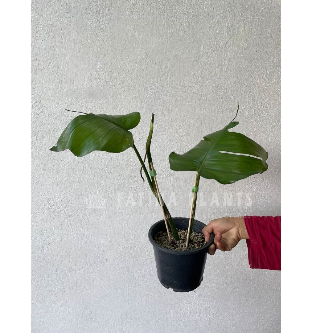 Epipremnum pinnatum mint (Pot E), Furniture & Home Living
