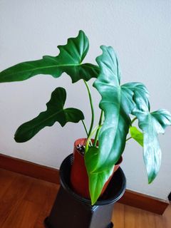 Golden Dragons Philodendron