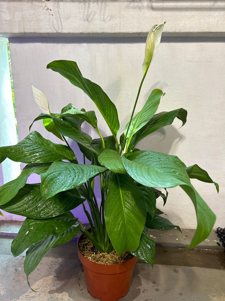 Peace Lily flowering plant 3ft tall, Furniture & Home Living, Gardening