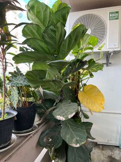 Various Plants