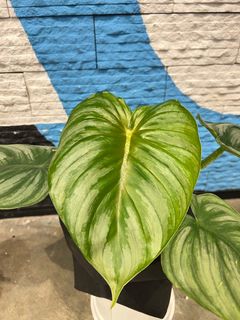 （分類：）位於 。 由 greendom_22 提交（商品編號 1265709119，圖片 1）。簡介： 。